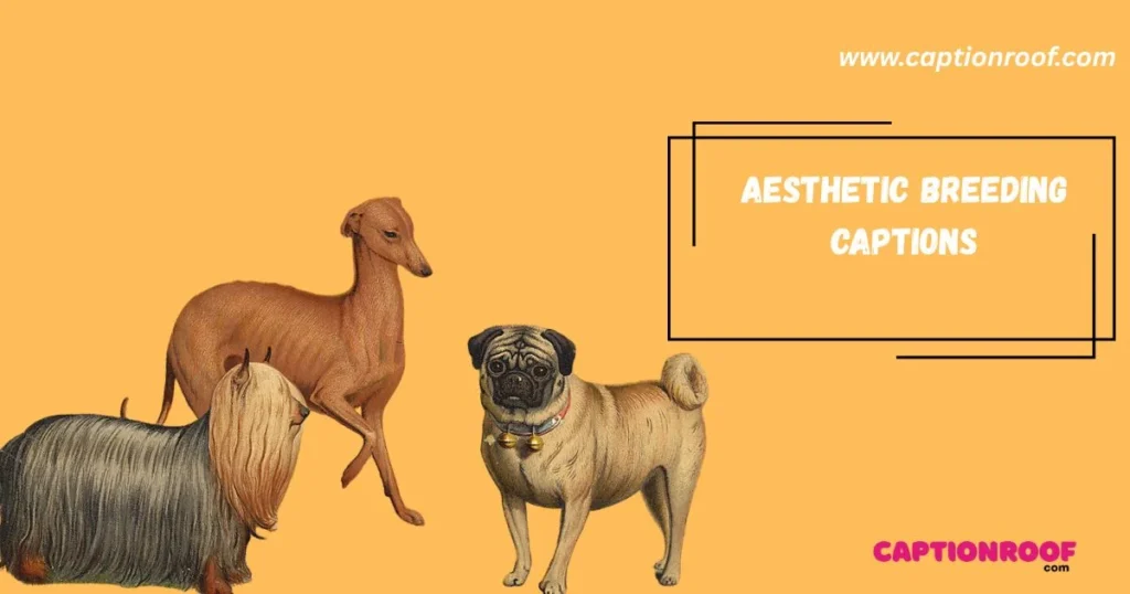 Aesthetic Breeding Captions