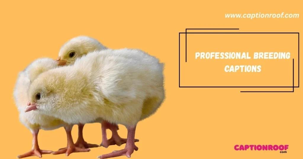 Professional Breeding Captions